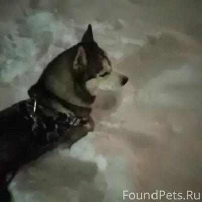 Пропал Джек, собака в чёрной шлейке