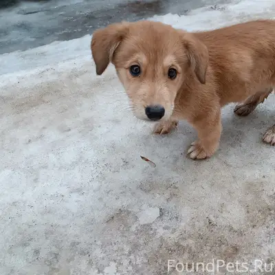 Найден щенок, Силикатка