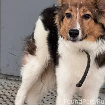 Пропала собака, пр. Победы 27