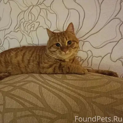 Пропал кот, район автохозяйских домов