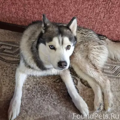 Пропал Джек, Старый Оскол, Олимпийский