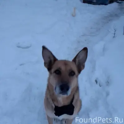Найден метис овчарки, без клички