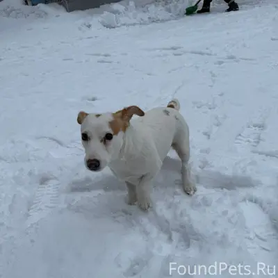 Найден пёс, Приокский район