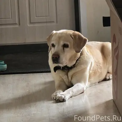 Пропала собака лабрадор, район Поле чудес