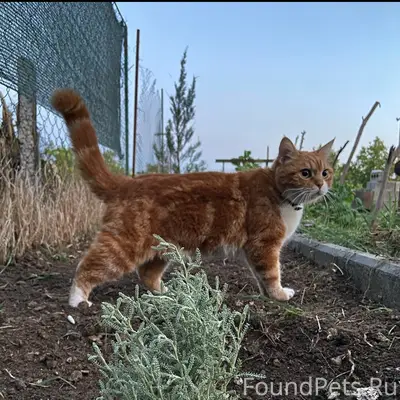 Пропал кот Бориска, пгт. Багерово