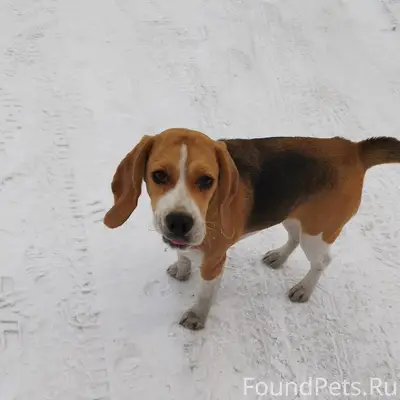 Пропал щенок, Байдаевка