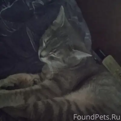 Пропала кошка, ул. 8 марта