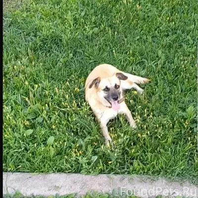 Пропала собака Буся, красный ошейник