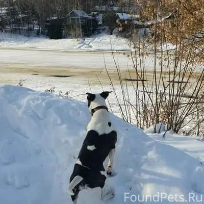 Найден тип собака, [место] Твелецкая набережная