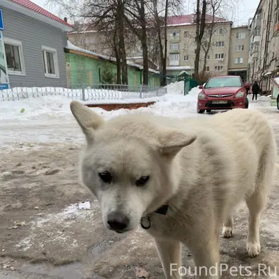 Найден белый пёс в ошейнике, улица Красноармейская