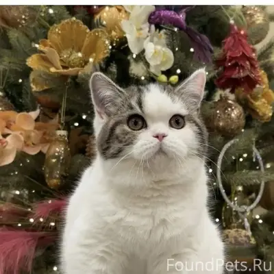 Ппотерялась кошечка, шотландка, окрас арлекин