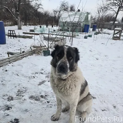 Пропала собака алабай, без указания места