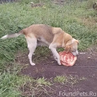 Пропала гончая Гретта, 5 отделение