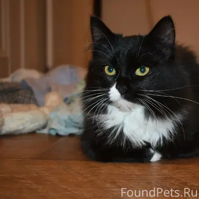 Пропала кошка, Пеньковка