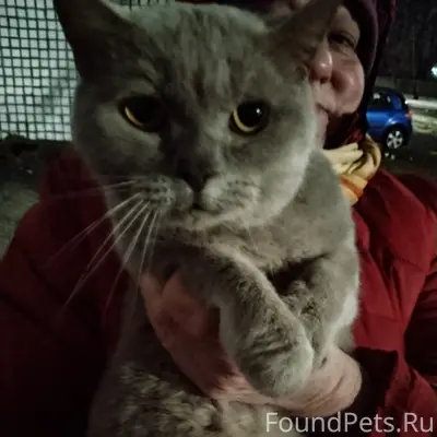 Найден породистый котик, улица Печорская, Псков