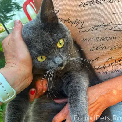 Пропала кошка Лиза, село Култавово