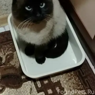 Пропал кот, Водстрой, частный сектор