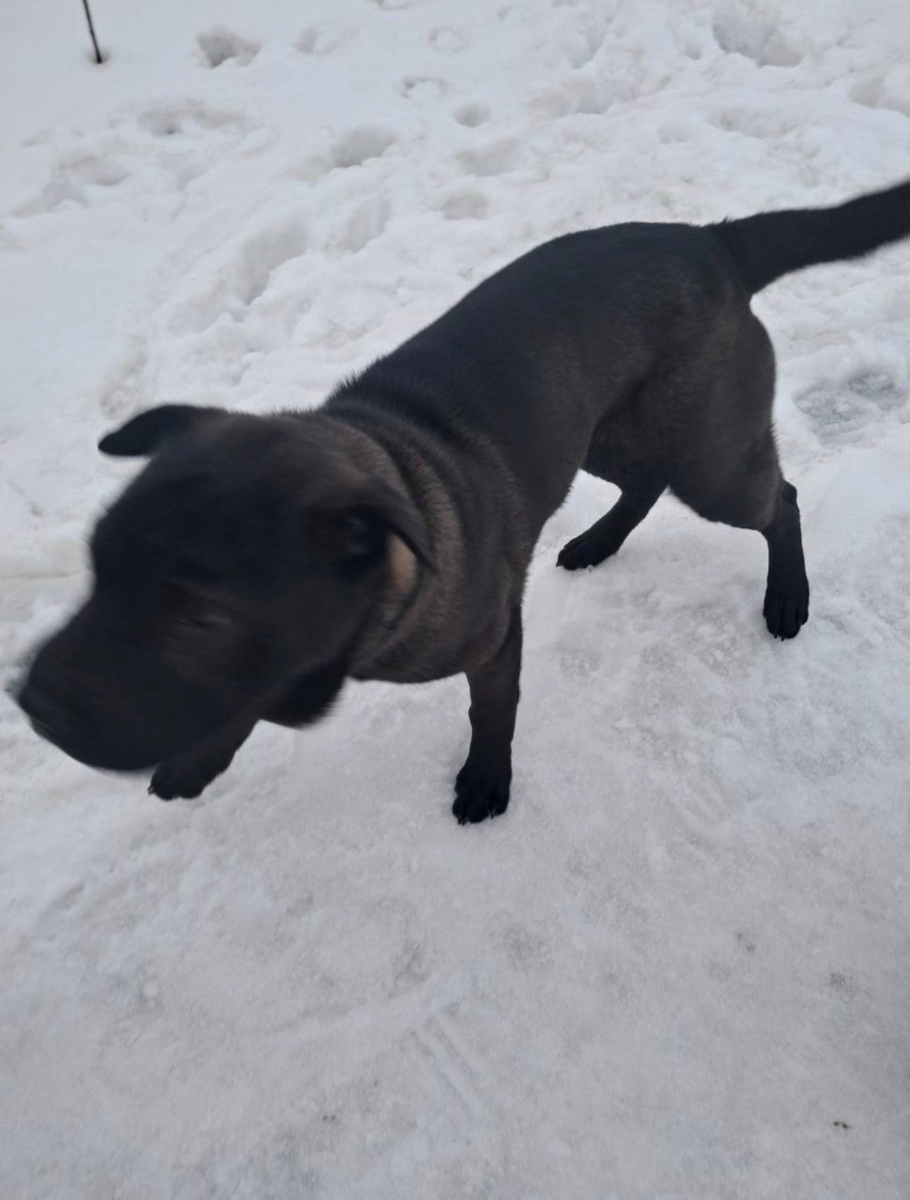 Пропала собака, Семилуки