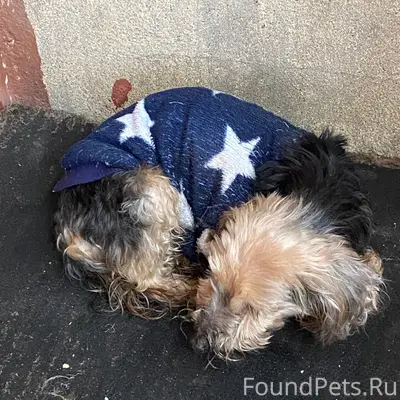 Найден пёс, Красноармейский пр-т