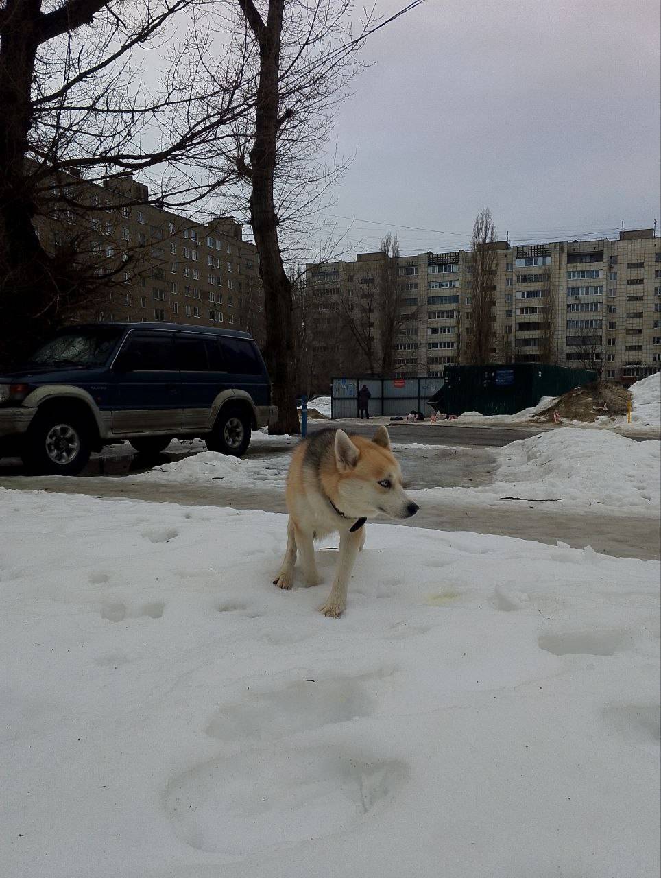 Пропала собака, район дамбы