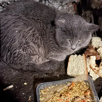 Найдена кошка, Курск, улица Димитрова