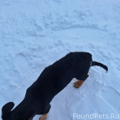 Найден щенок, коричневый с чёрным, Приморский парк
