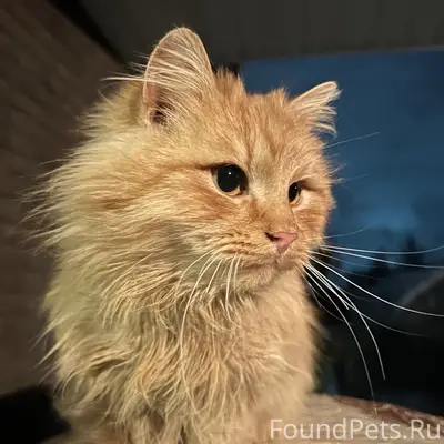 Пропала кошка Ириска