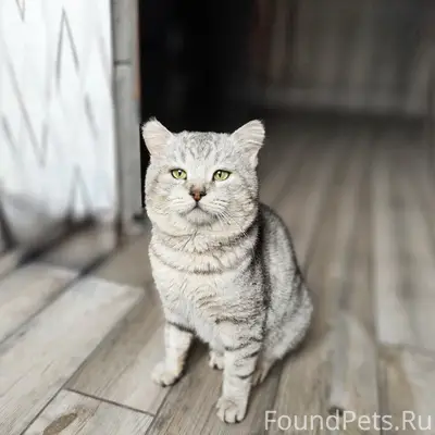 Найден кот Яша