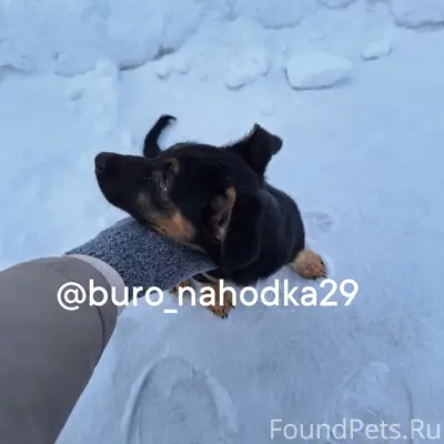 Найден щенок, коричневый с чёрным, Северодвинск