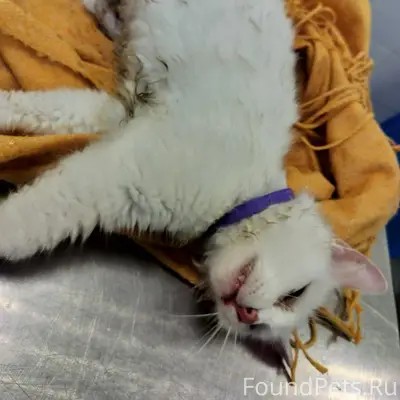 Найдена белая кошка в фиолетовом ошейнике, Халтурина, 38
