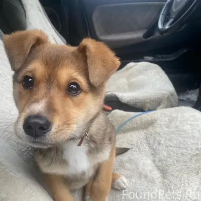 Найден пёс, ошейник с лапками, Фучика