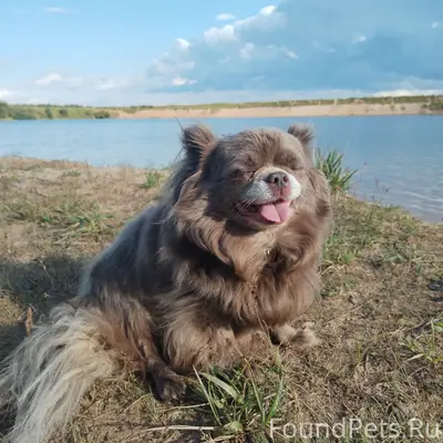 Пропала собака Чара