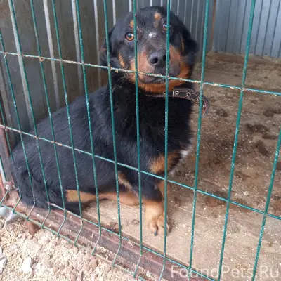 Найден мальчик, чёрный, Бежицкий район, Брянск