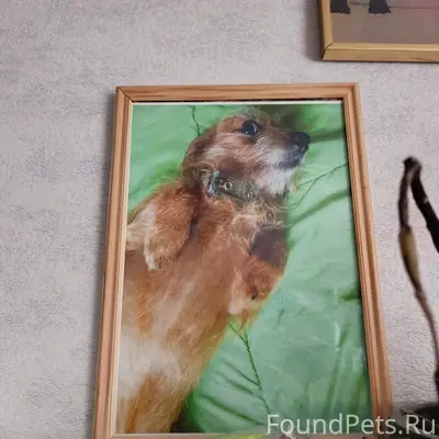 Пропала собака Джесси, 26 лесозавод