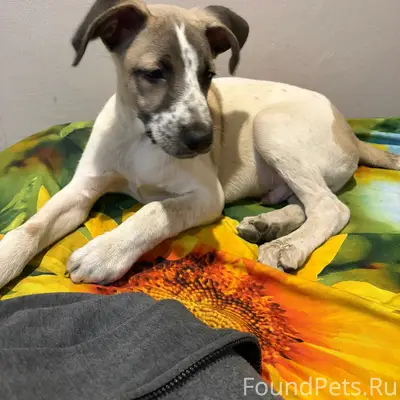 Найден щенок, Ленина 84Б