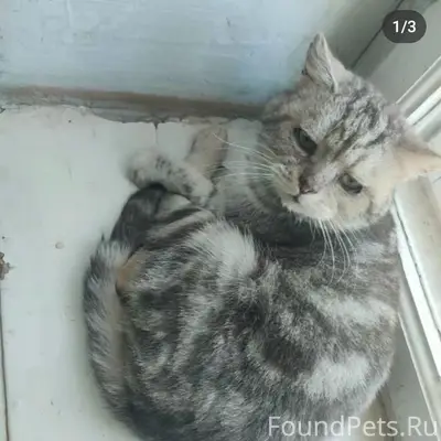 Пропала кошка, ищем свидетелей