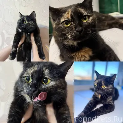 Найдена кошка с розовым ошейником, улица Татарстана