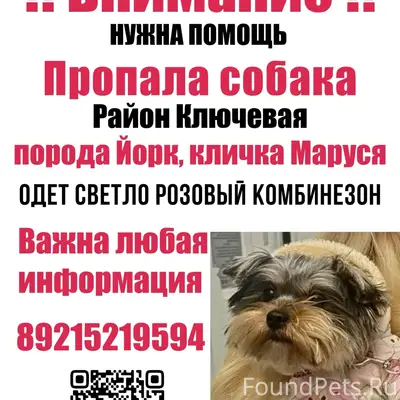 Пропала Йорк Маруся, Петрозаводск