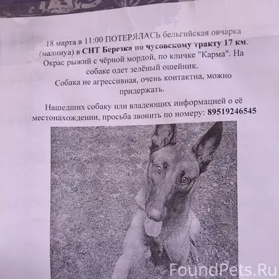 Пропала бельгийская овчарка (малинуа) Карма, снт 'Березка'