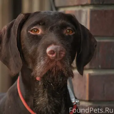 Пропала сука дратхаара, снт Тополь
