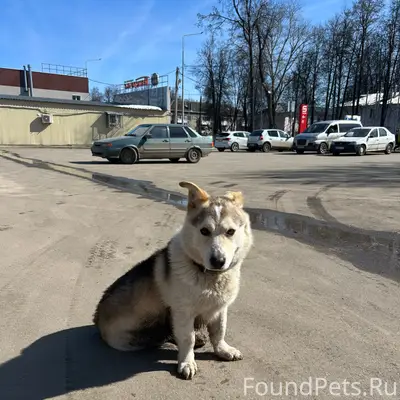 Пропала собака, видела на улице Гастелло