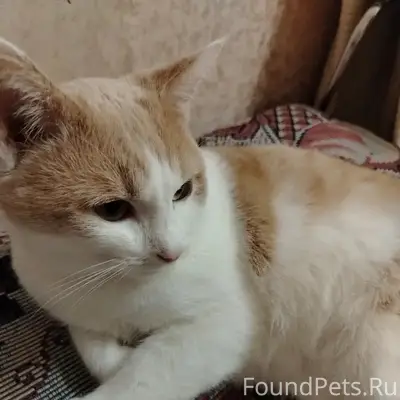 Пропал кот Кузя, Бронницы