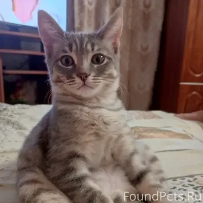 Пропал кот Тишка, улица Суворова