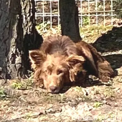 Найденна собака, Истринский район