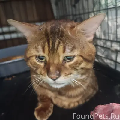 Найден котик фенотип бенгала, [место не указано]