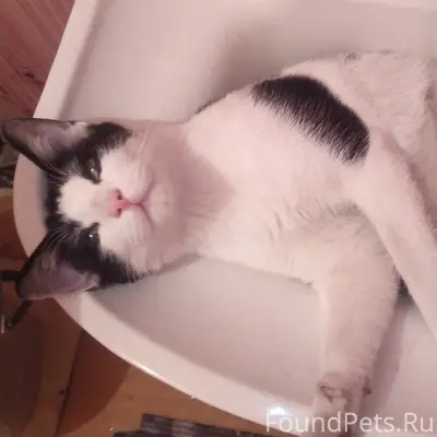 Пропал кот, черно-белый, Хлебозаводская/Кравченко