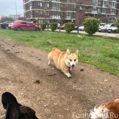 Пропала собака корги, возле жк Раз Два Три