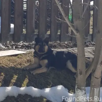 Найден пёс, дачи напротив Ершово