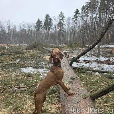 Пропал венгерская выжла Диего, район улицы Колхозной