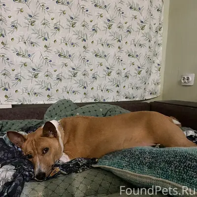 Пропала собака,